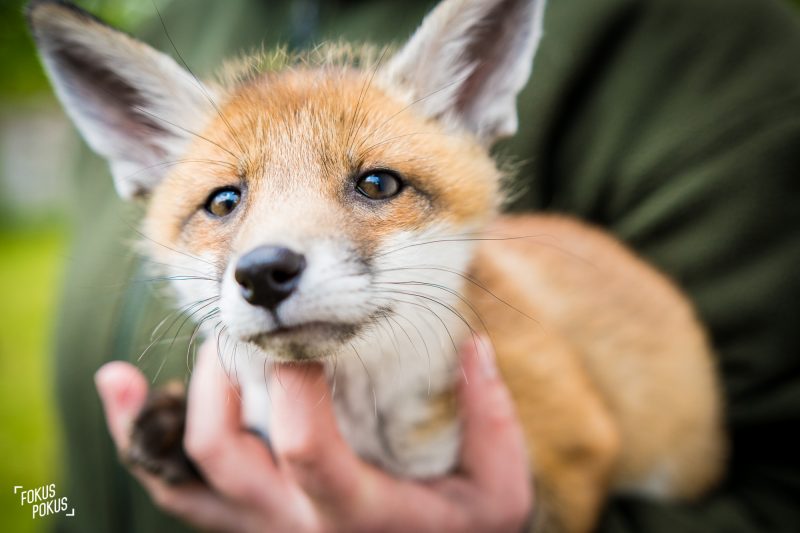 Fotokurs-Debüt im Wisentgehege Springe